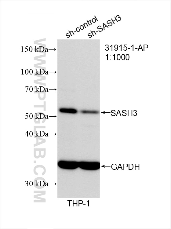 Western Blot (WB) analysis of THP-1 cells using SASH3 Polyclonal antibody (31915-1-AP)