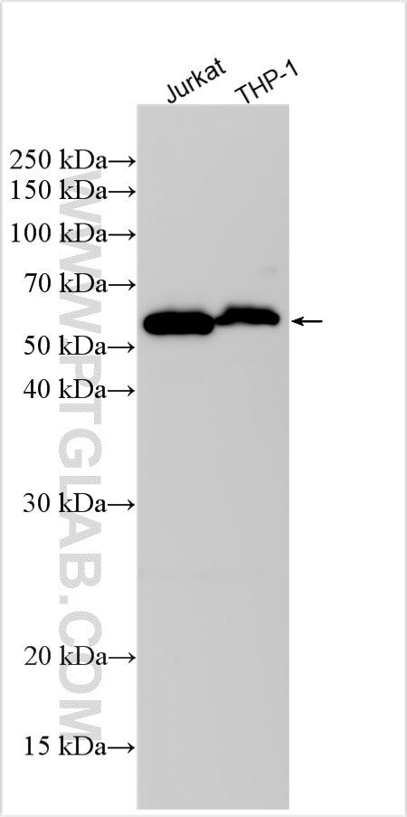 Western Blot (WB) analysis of various lysates using SASH3 Polyclonal antibody (31915-1-AP)