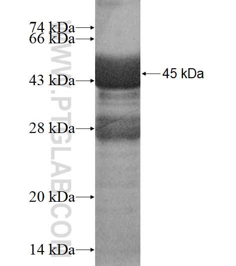 SASS6 fusion protein Ag17233 SDS-PAGE