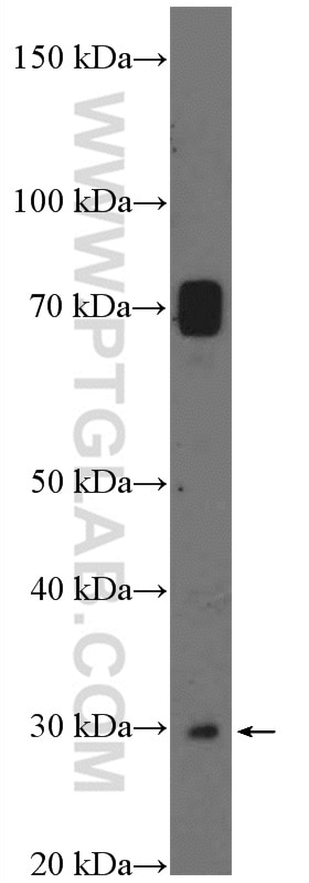 Western Blot (WB) analysis of mouse liver tissue using SAT1 Polyclonal antibody (10708-1-AP)