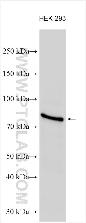 WB analysis of HEK-293 using 26611-1-AP