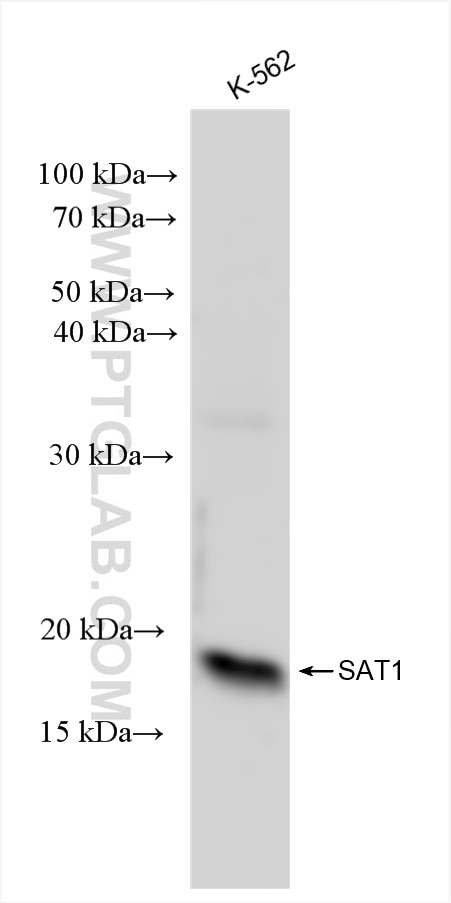 SAT1