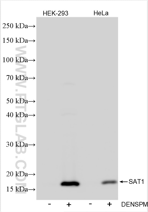 SAT1 Antibody (83319-1-RR) | Proteintech