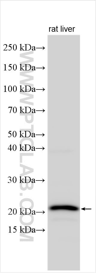 WB analysis using 16246-1-AP