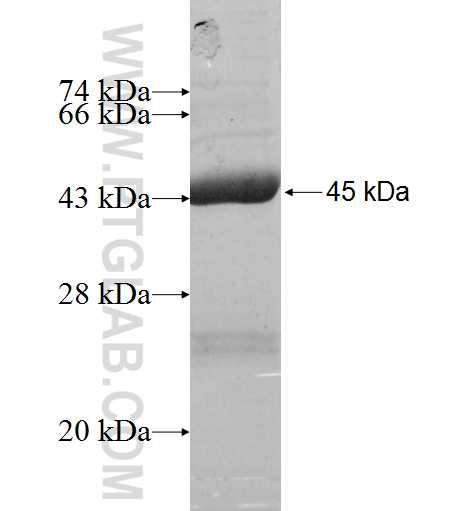 SAT2 fusion protein Ag9179 SDS-PAGE