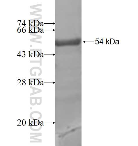 SATB1 fusion protein Ag7483 SDS-PAGE