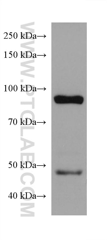 Western Blot (WB) analysis of SW480 cells using SATB2 Monoclonal antibody (67958-1-Ig)