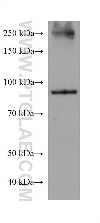 Western Blot (WB) analysis of NIH/3T3 cells using SATB2 Monoclonal antibody (67958-1-Ig)