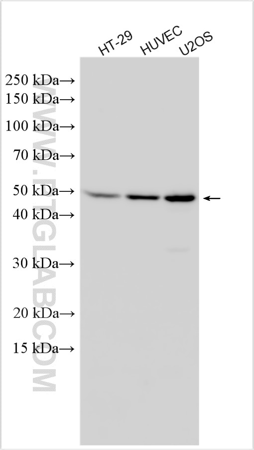 Western Blot (WB) analysis of various lysates using SAV1 Polyclonal antibody (32277-1-AP)