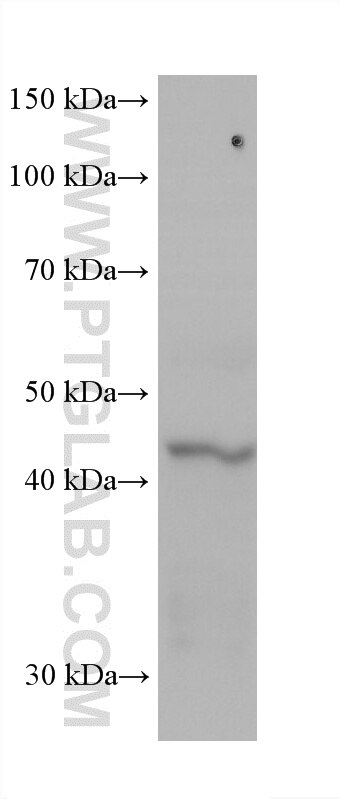 Western Blot (WB) analysis of HSC-T6 cells using SAV1 Monoclonal antibody (60903-1-Ig)