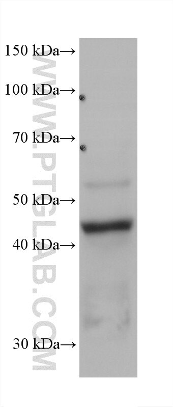 Western Blot (WB) analysis of NIH/3T3 cells using SAV1 Monoclonal antibody (60903-1-Ig)