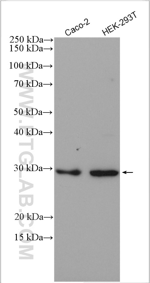 Western Blot (WB) analysis of various lysates using SBDS Polyclonal antibody (17618-1-AP)
