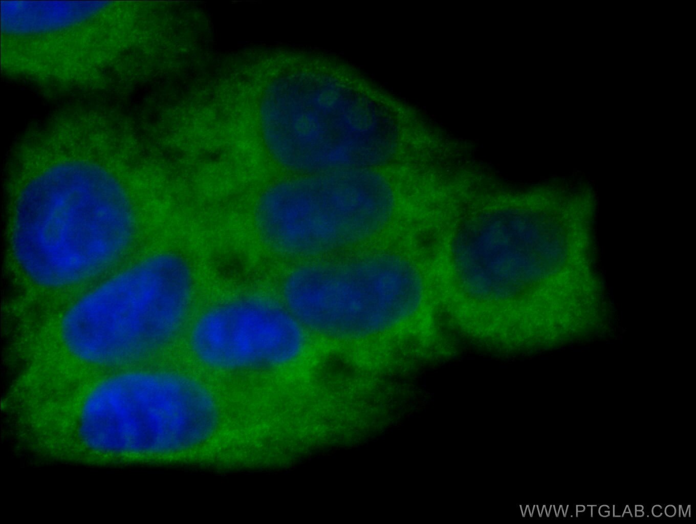 Immunofluorescence (IF) / fluorescent staining of HepG2 cells using SBDS Monoclonal antibody (67200-1-Ig)