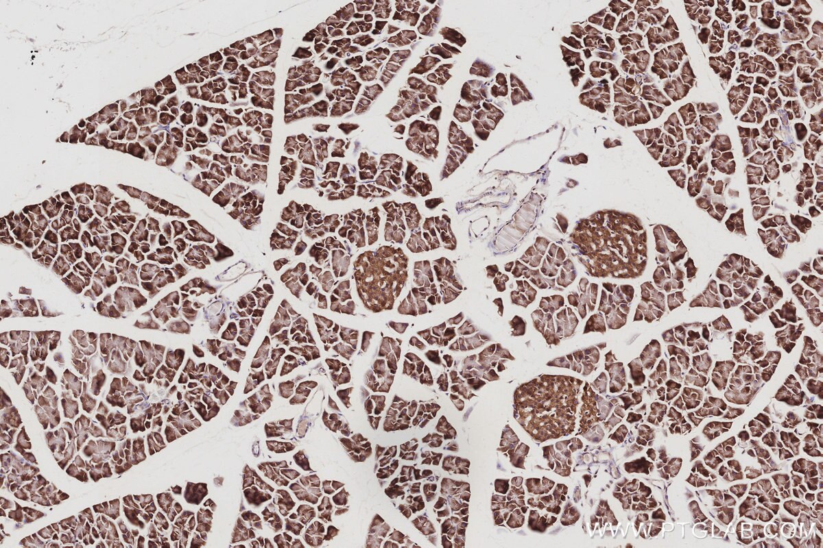 Immunohistochemistry (IHC) staining of mouse pancreas tissue using SBDS Monoclonal antibody (67200-1-Ig)
