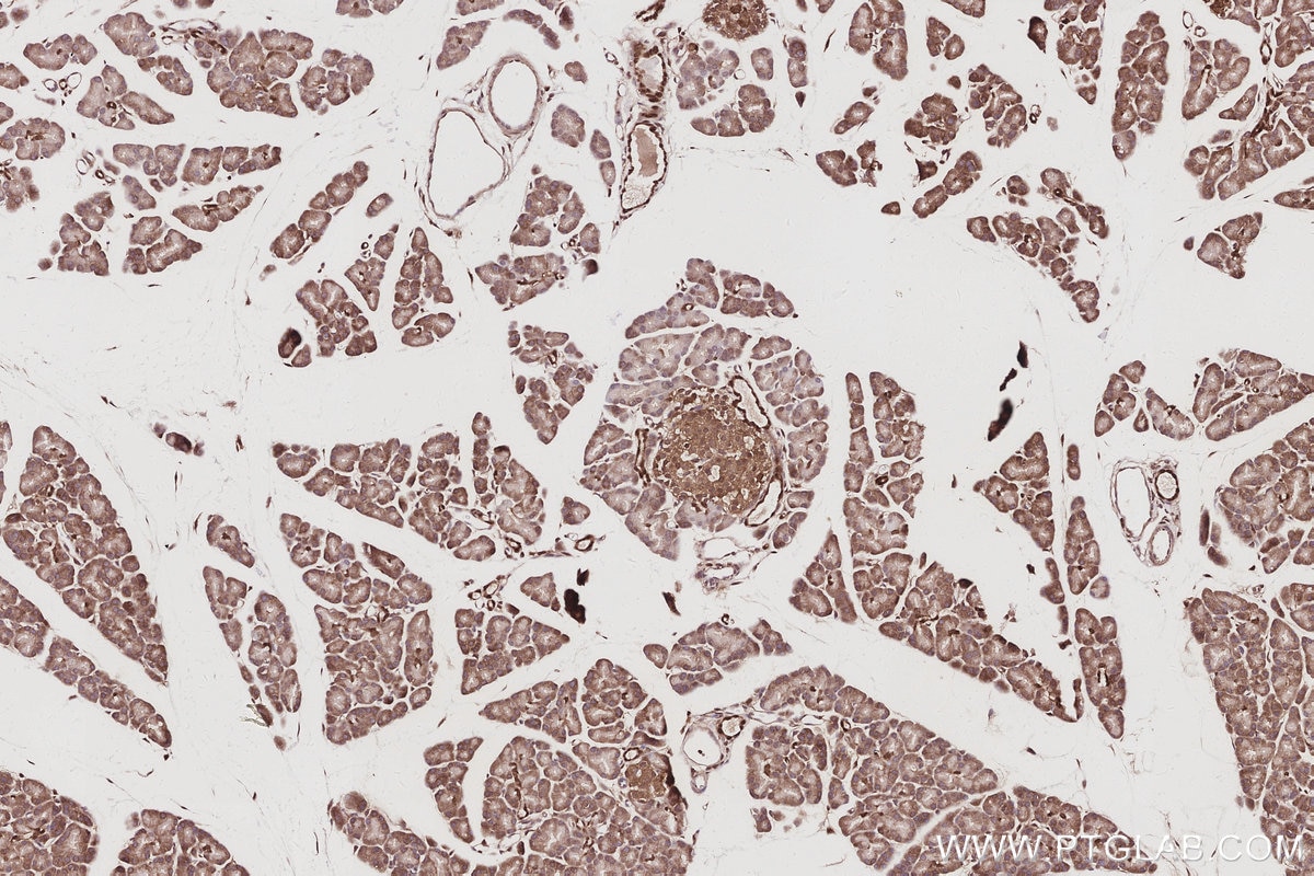 Immunohistochemistry (IHC) staining of rat pancreas tissue using SBDS Monoclonal antibody (67200-1-Ig)