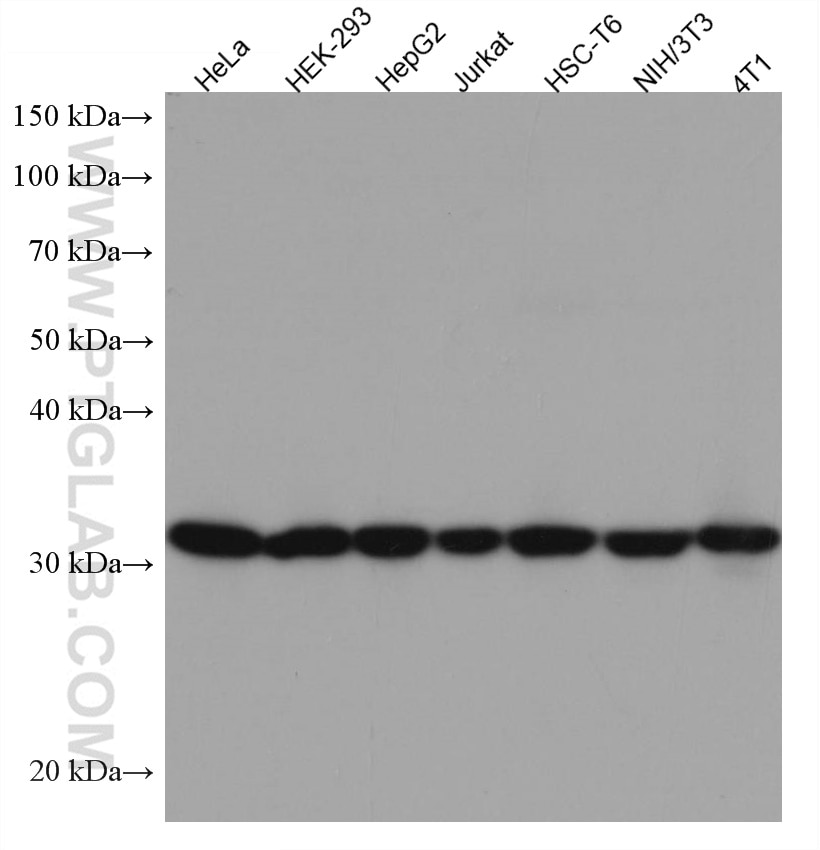 Western Blot (WB) analysis of various lysates using SBDS Monoclonal antibody (67200-1-Ig)