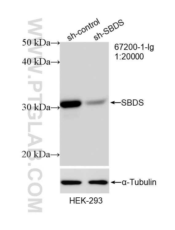Western Blot (WB) analysis of HEK-293 cells using SBDS Monoclonal antibody (67200-1-Ig)