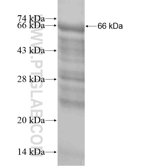 SBNO1 fusion protein Ag18942 SDS-PAGE