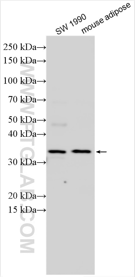 Western Blot (WB) analysis of various lysates using SC4MOL Polyclonal antibody (31159-1-AP)