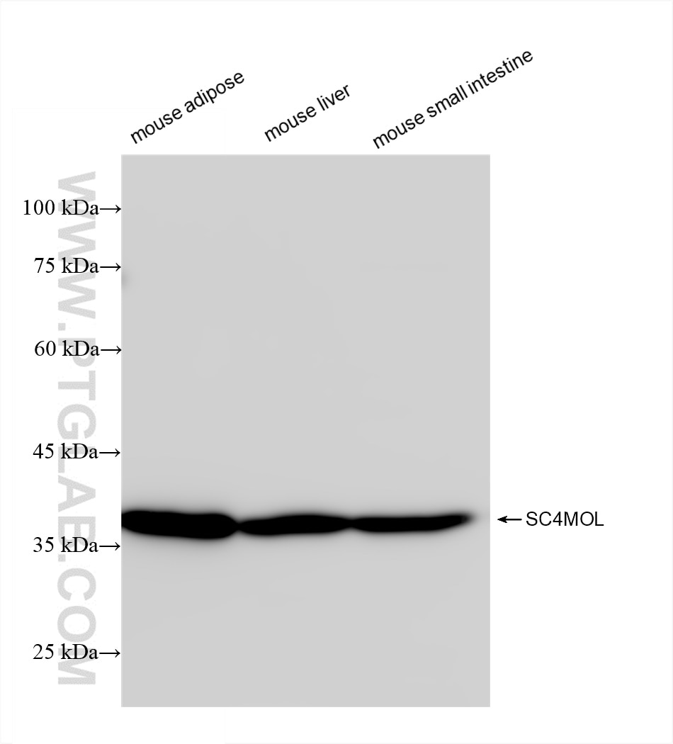 Western Blot (WB) analysis of various lysates using SC4MOL Recombinant antibody (84742-1-RR)