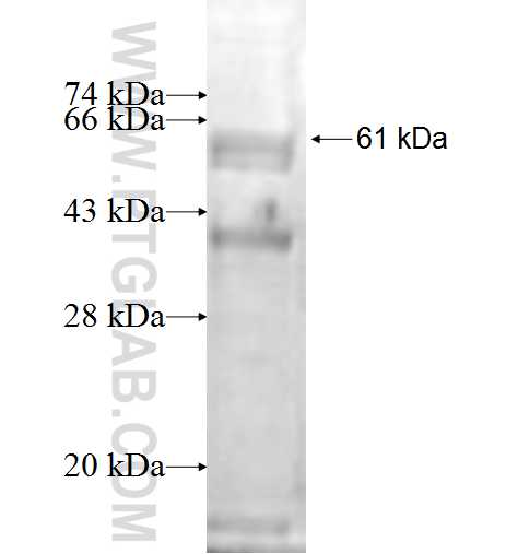 SC5DL fusion protein Ag1294 SDS-PAGE
