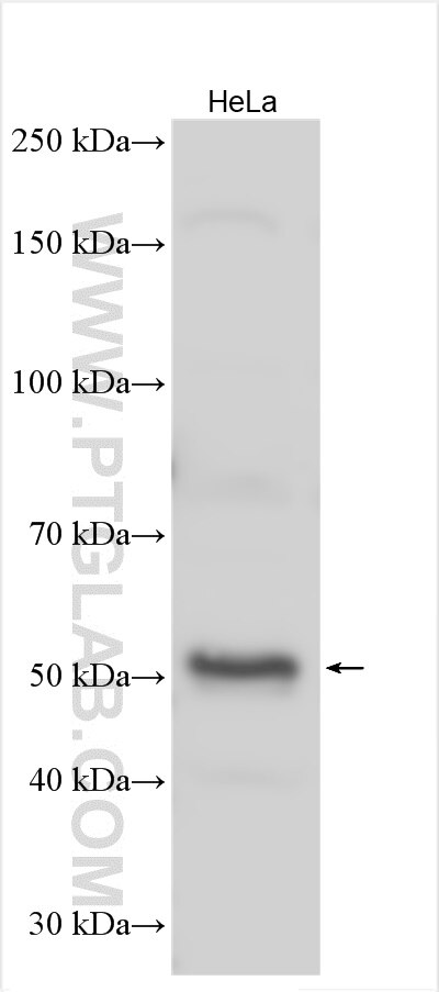Western Blot (WB) analysis of various lysates using SC65 Polyclonal antibody (15288-1-AP)