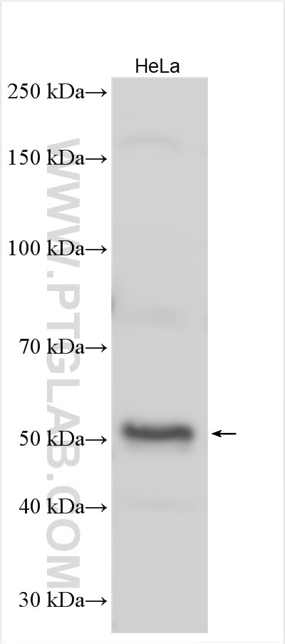 Western Blot (WB) analysis of various lysates using SC65 Polyclonal antibody (15288-1-AP)