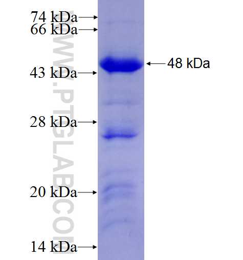 SC65 fusion protein Ag7480 SDS-PAGE