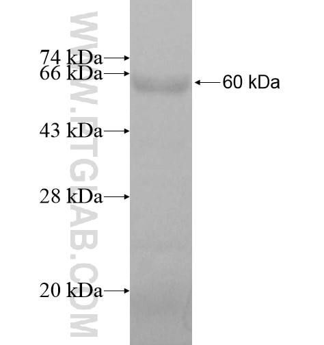 SCAF1 fusion protein Ag11556 SDS-PAGE