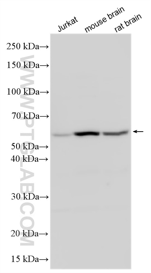 WB analysis using 33449-1-AP (same clone as 33449-1-PBS) Western Blot (WB) analysis of various lysates using SCAI Polyclonal antibody (33449-1-AP)