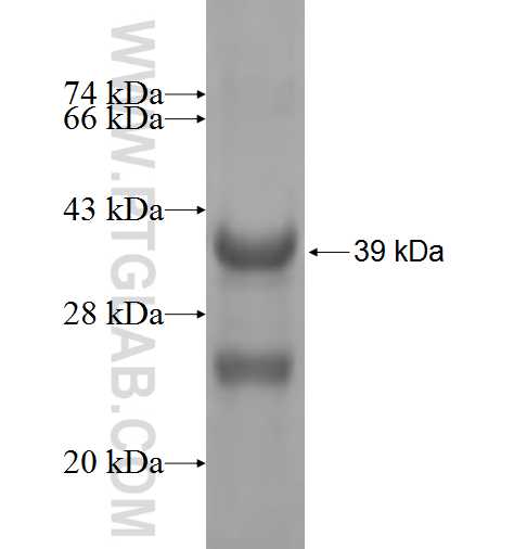 SCAMP1 fusion protein Ag3258 SDS-PAGE