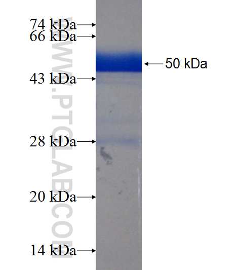 SCAMP2 fusion protein Ag7190 SDS-PAGE