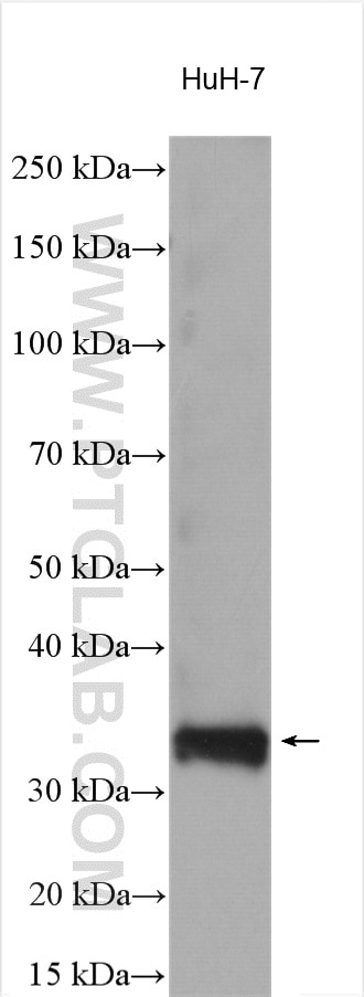 WB analysis using 26888-1-AP