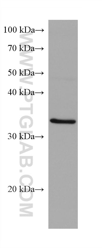 Western Blot (WB) analysis of MCF-7 cells using SCAMP3 Monoclonal antibody (67932-1-Ig)