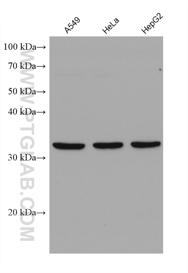 Western Blot (WB) analysis of various lysates using SCAMP3 Monoclonal antibody (67932-1-Ig)