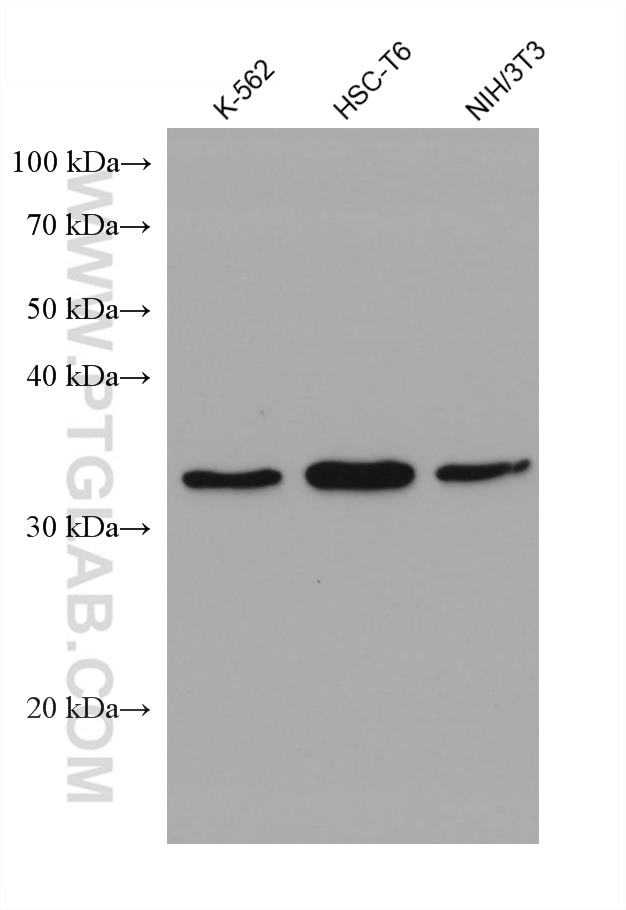 Western Blot (WB) analysis of various lysates using SCAMP3 Monoclonal antibody (67932-1-Ig)