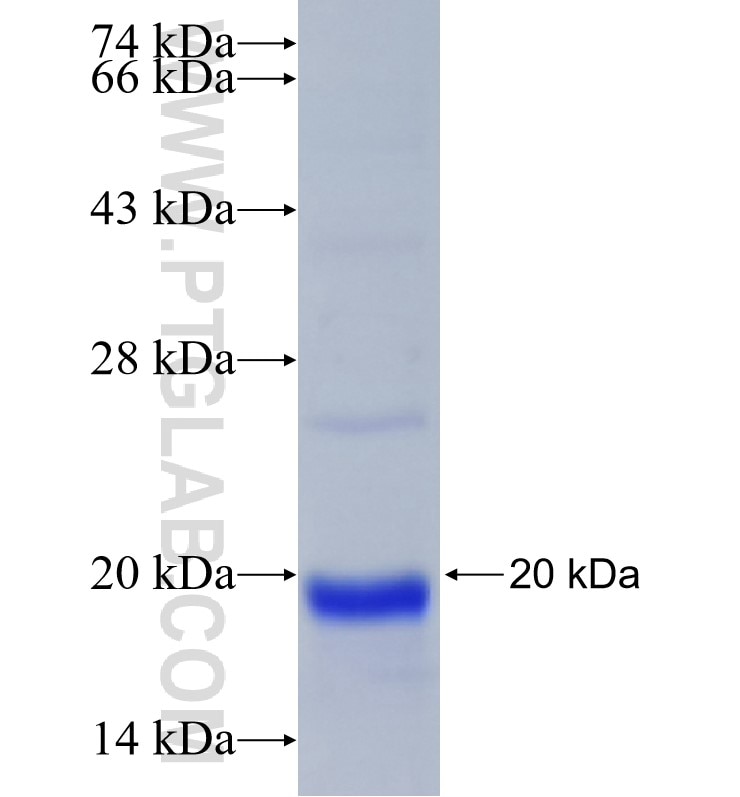 SCAMP3 fusion protein Ag26073 SDS-PAGE