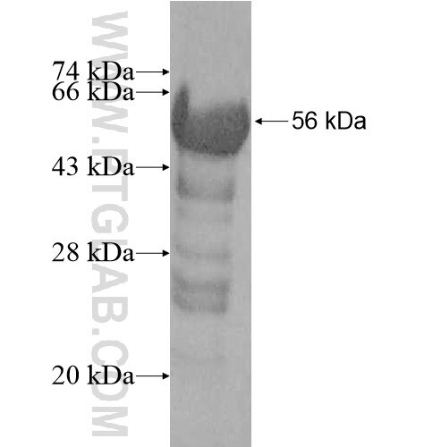 SCAND1 fusion protein Ag10963 SDS-PAGE