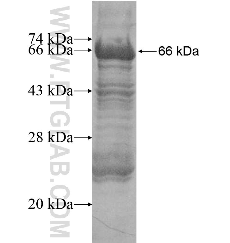 SCAND3 fusion protein Ag16480 SDS-PAGE