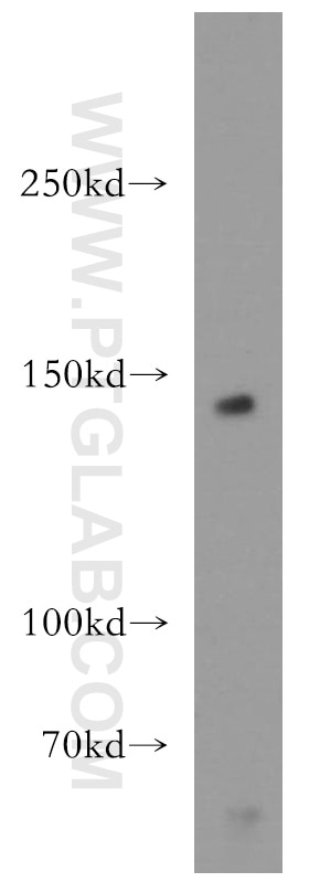 WB analysis of HEK-293 using 12266-1-AP