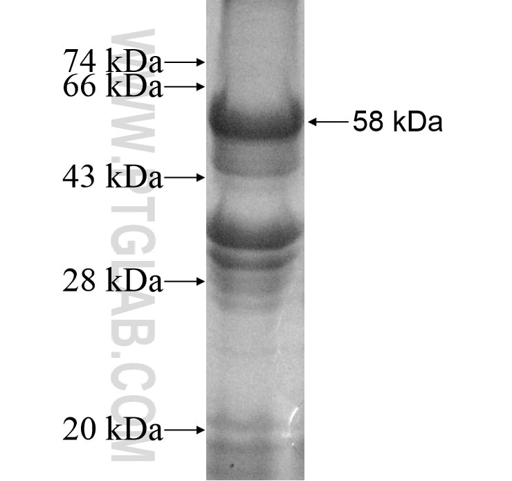 SCAPER fusion protein Ag10679 SDS-PAGE
