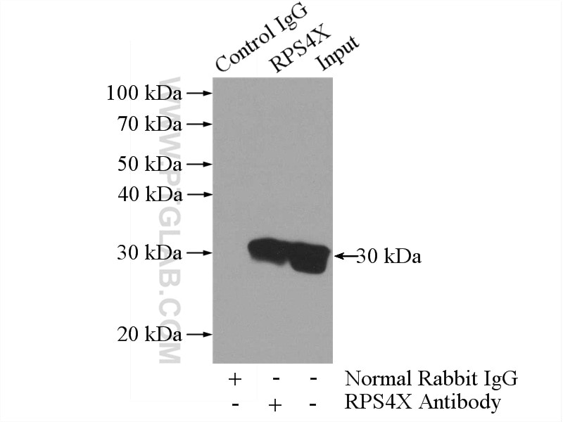 Immunoprecipitation (IP) experiment of HepG2 cells using RPS4X Polyclonal antibody (14799-1-AP)