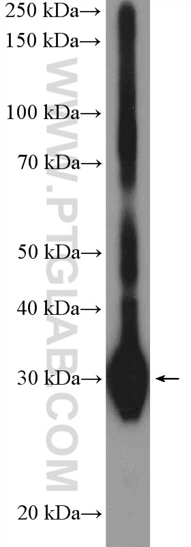 Western Blot (WB) analysis of mouse pancreas tissue using RPS4X Polyclonal antibody (14799-1-AP)