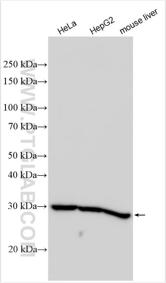 Western Blot (WB) analysis of various lysates using RPS4X Polyclonal antibody (14799-1-AP)