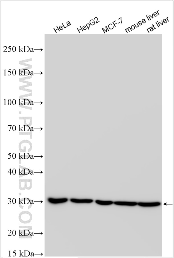 Western Blot (WB) analysis of various lysates using RPS4X Polyclonal antibody (14799-1-AP)