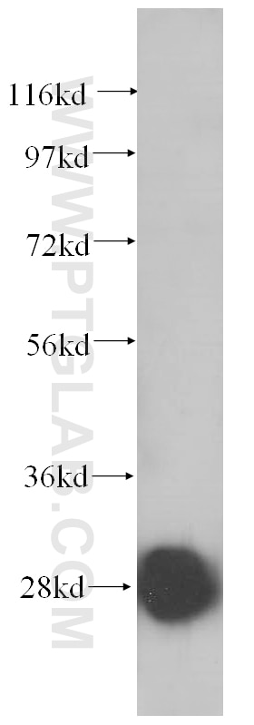 Western Blot (WB) analysis of HepG2 cells using RPS4X Polyclonal antibody (14799-1-AP)