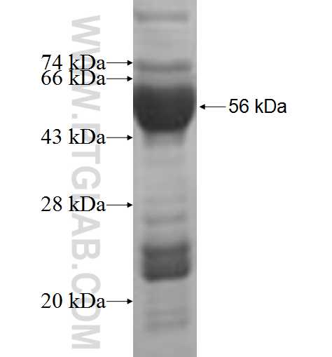 SCAR fusion protein Ag6513 SDS-PAGE