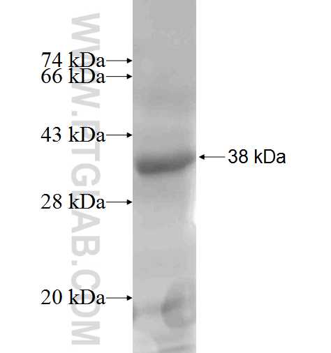 SCARA3 fusion protein Ag5051 SDS-PAGE