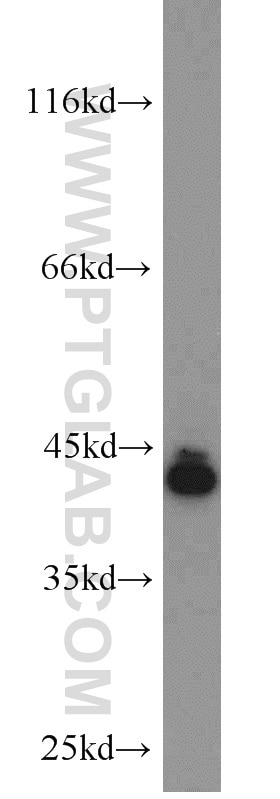 Western Blot (WB) analysis of mouse liver tissue using SCARA5 Polyclonal antibody (55390-1-AP)