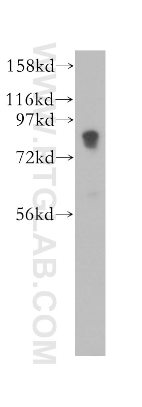 Western Blot (WB) analysis of mouse lung tissue using SCARF1 Polyclonal antibody (13702-1-AP)